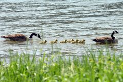 Kanadagänse Familie 