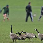 Kanadagänse gucken Fußball