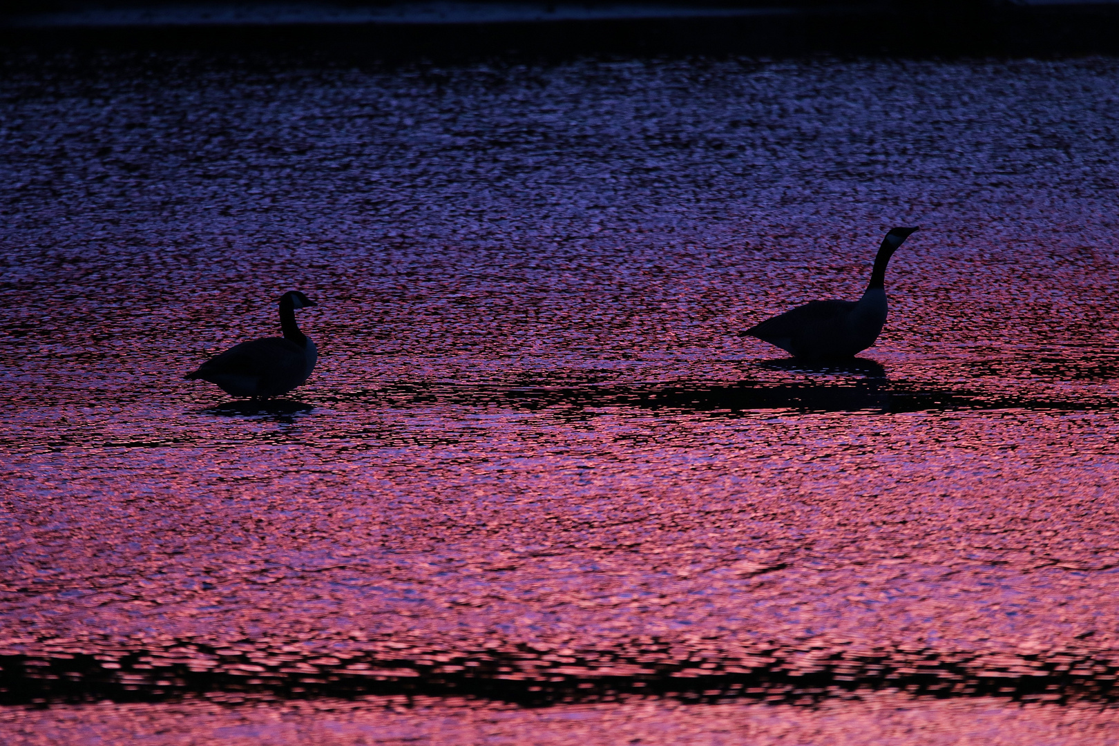 Kanadagänse im Abendlicht