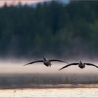 Kanadagänse im Anflug