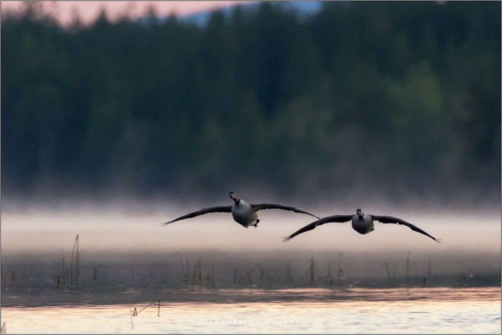 Kanadagänse im Anflug