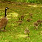 Kanadagänse im Berliner Tiergarten