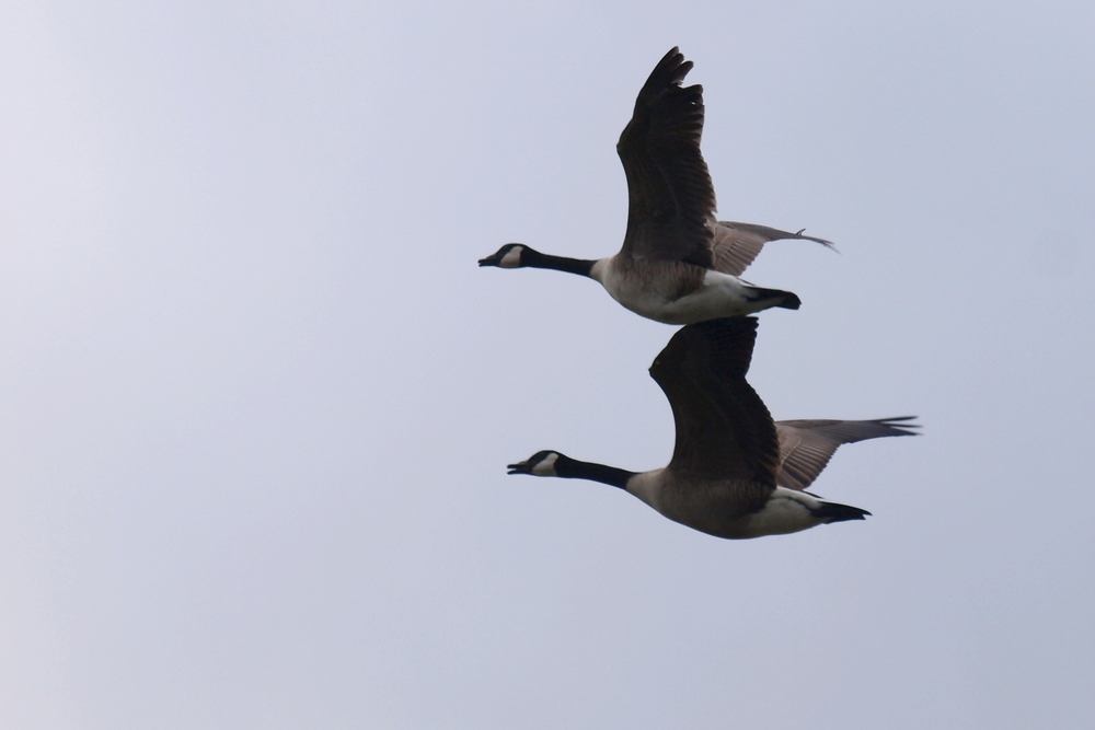 Kanadagänse im Flug