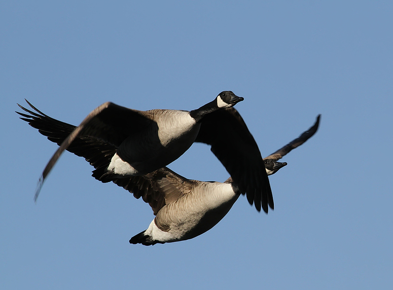 Kanadagänse im Flug