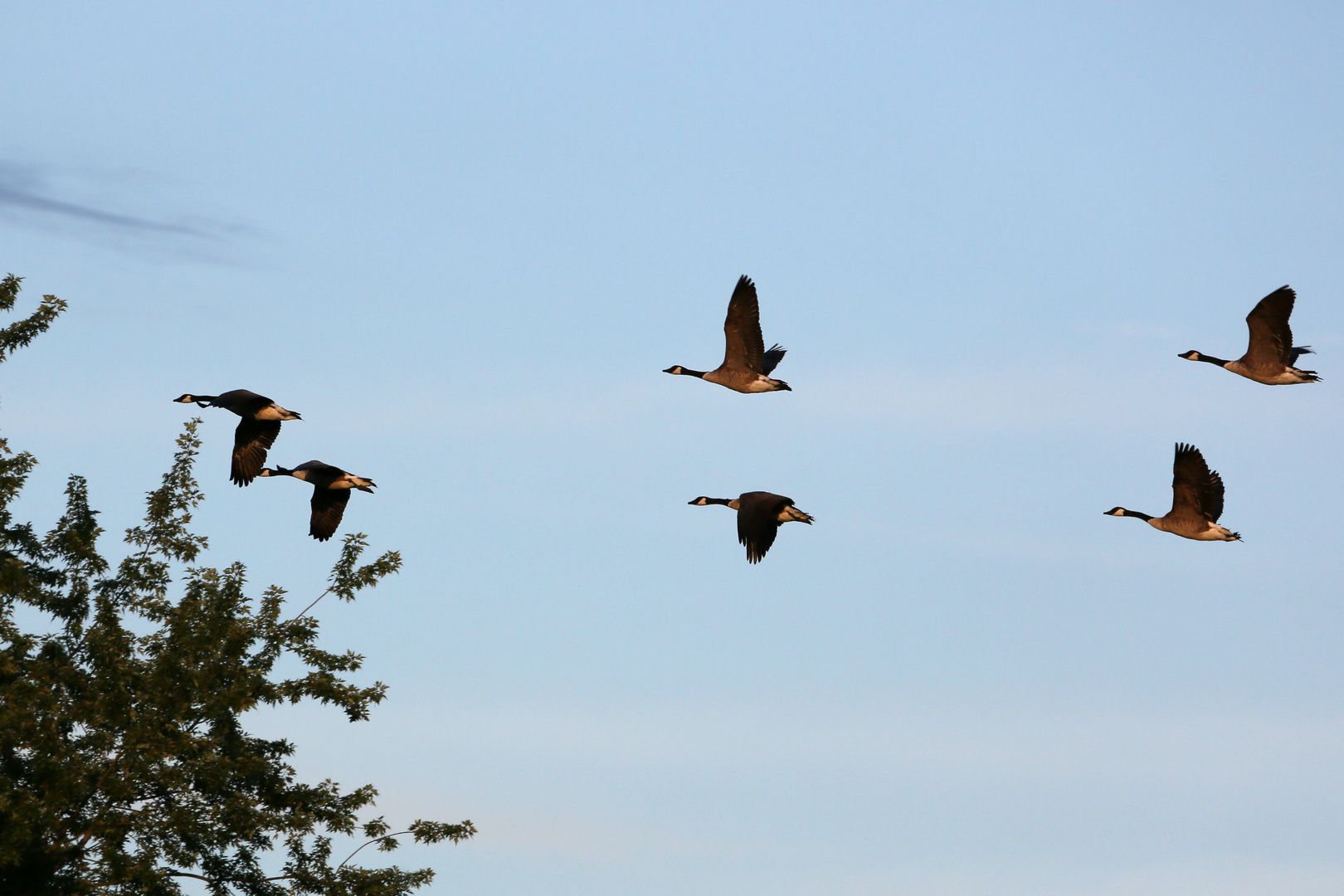 Kanadagänse im Flug am Bruchsee