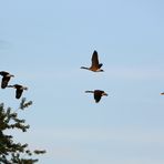 Kanadagänse im Flug am Bruchsee