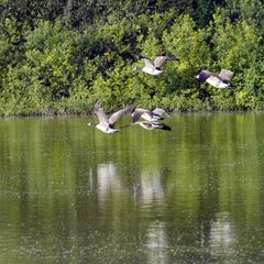 Kanadagänse im Flug auf dem Bruchsee