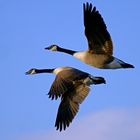 Kanadagänse im Flug