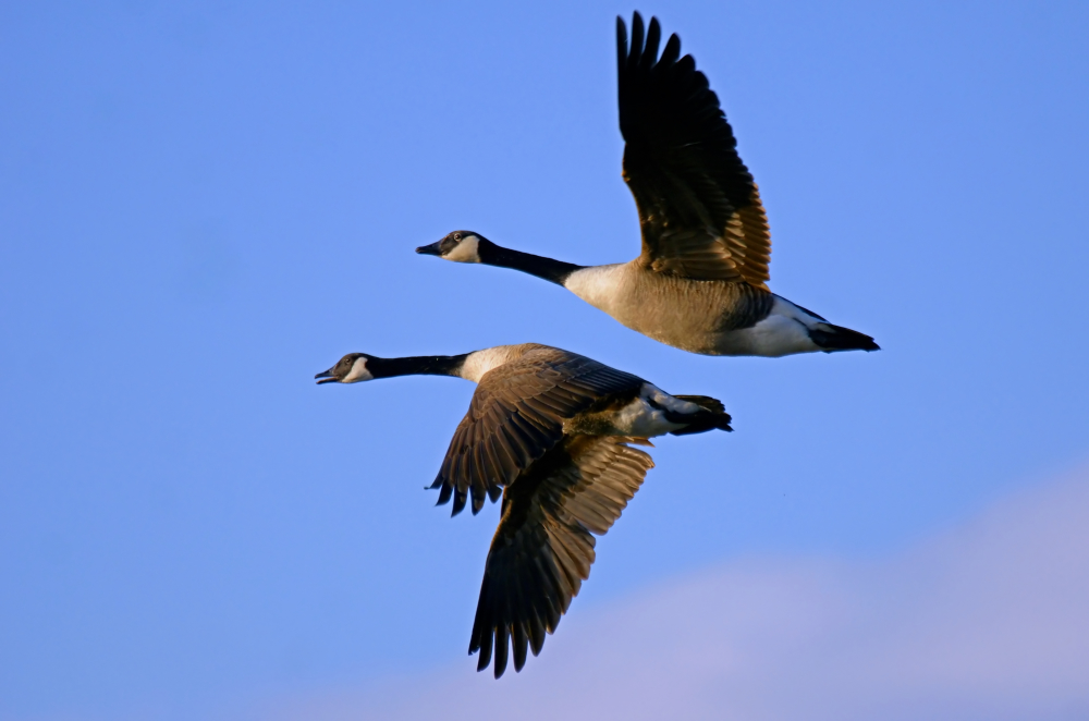 Kanadagänse im Flug