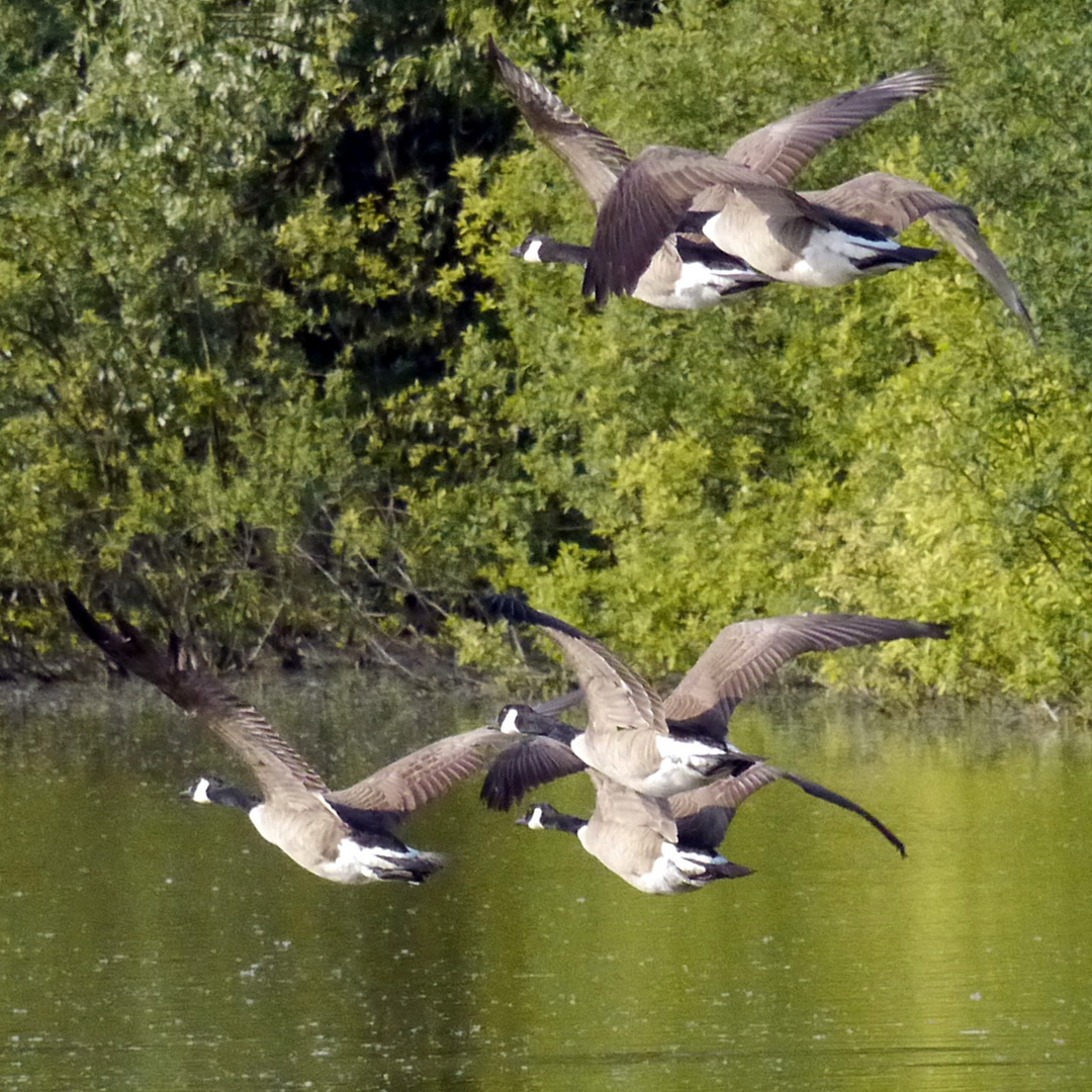 Kanadagänse im Flug