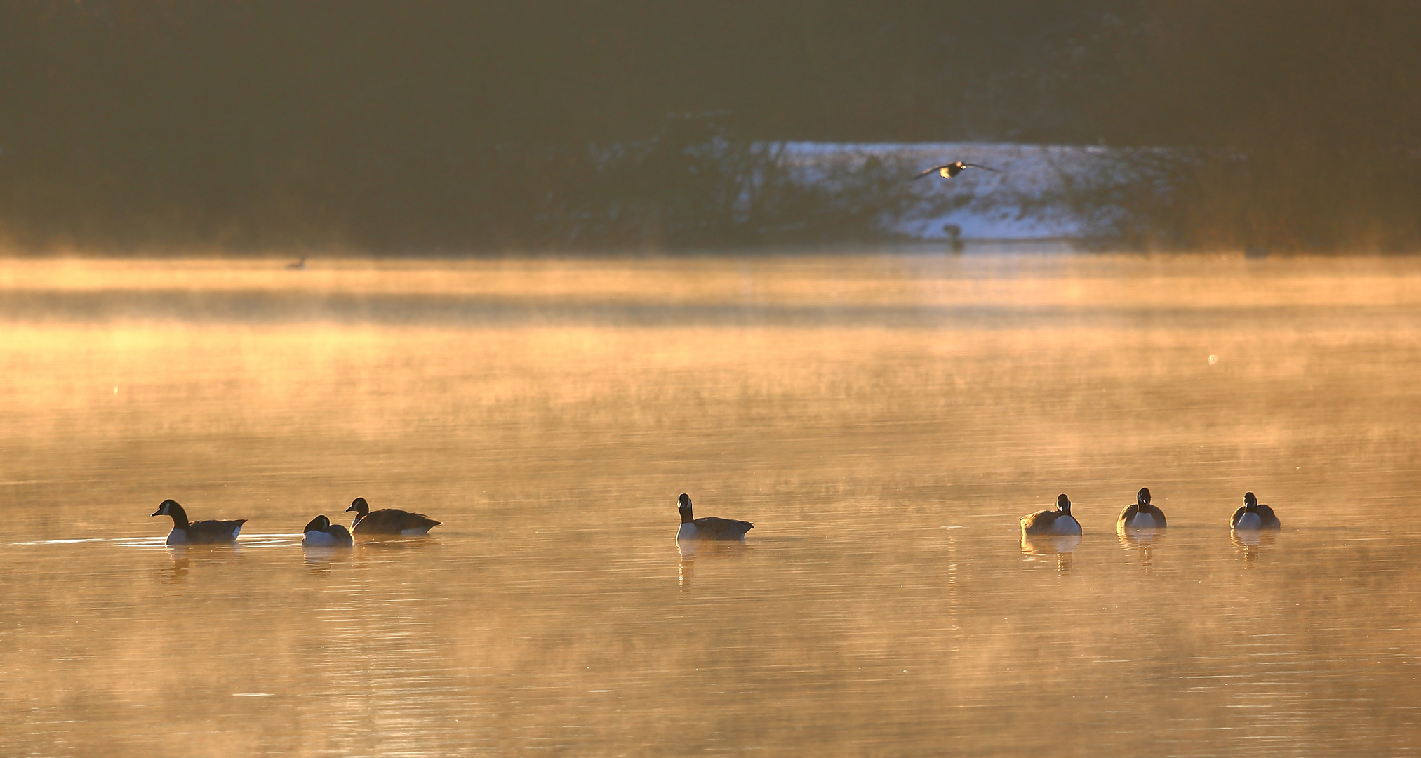 Kanadagänse im Frühnebel auf dem Bruchsee