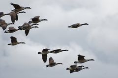 Kanadagänse im Landeanflug