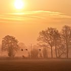 Kanadagänse im Morgenzug