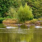 Kanadagänse im Park