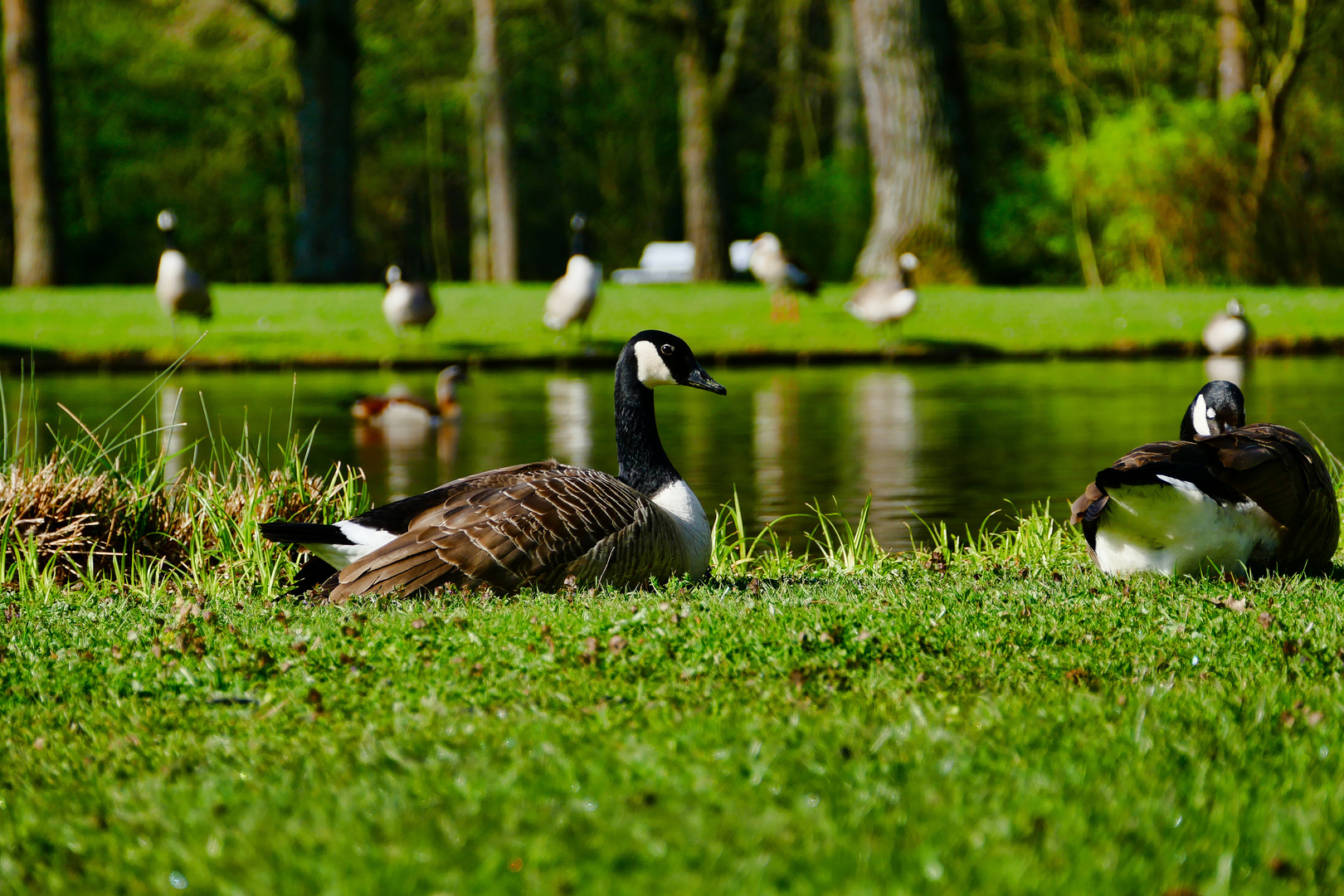 Kanadagänse im Schlosspark