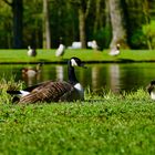 Kanadagänse im Schlosspark