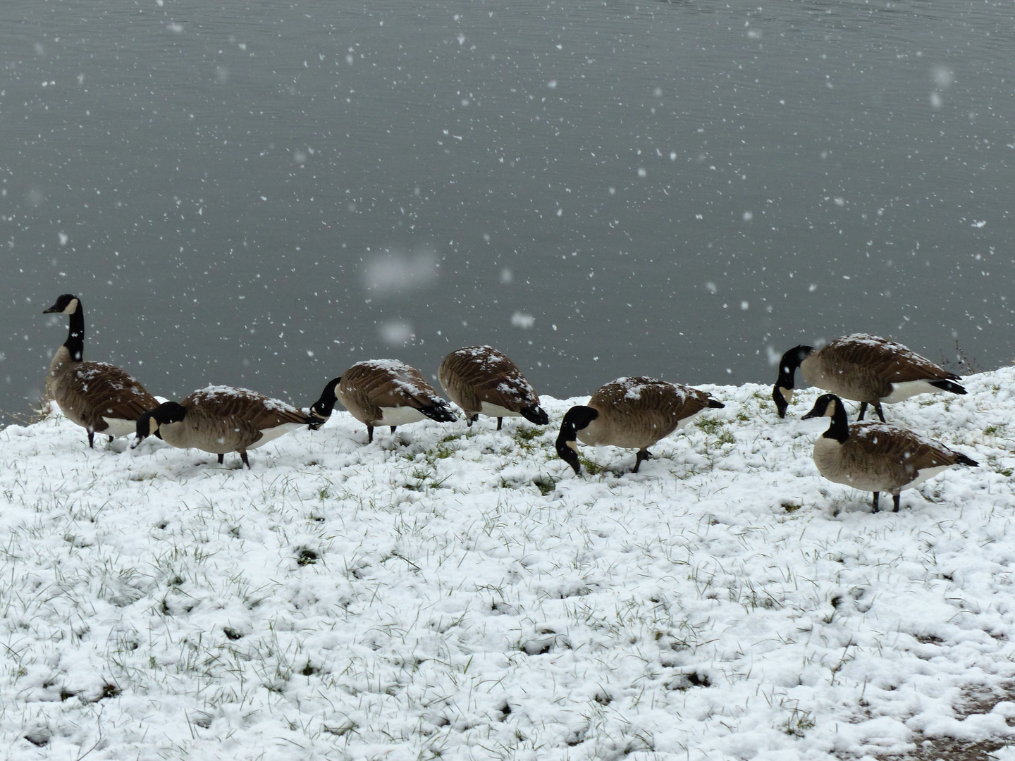 Kanadagänse im Schneegestöber