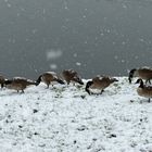 Kanadagänse im Schneegestöber