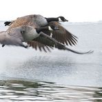 Kanadagänse im Sinkflug