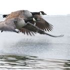 Kanadagänse im Sinkflug