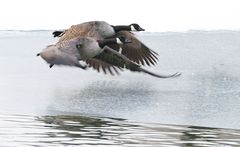 Kanadagänse im Sinkflug