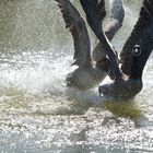 Kanadagänse im Streit