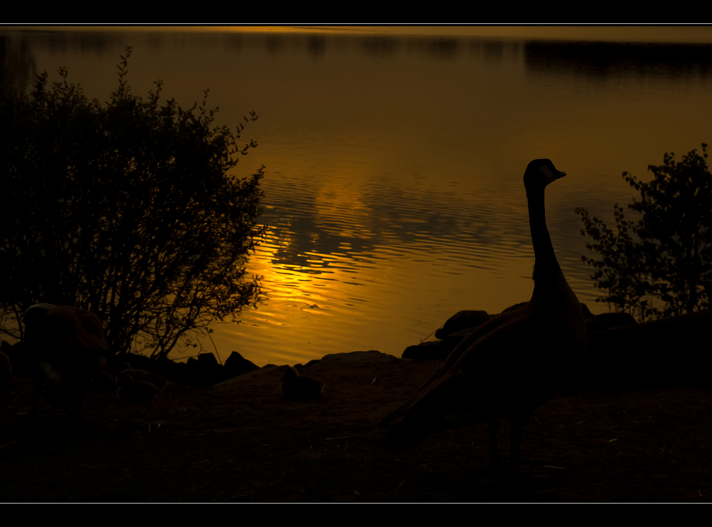 Kanadagänse in der Abenddämmerung