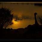 Kanadagänse in der Abenddämmerung