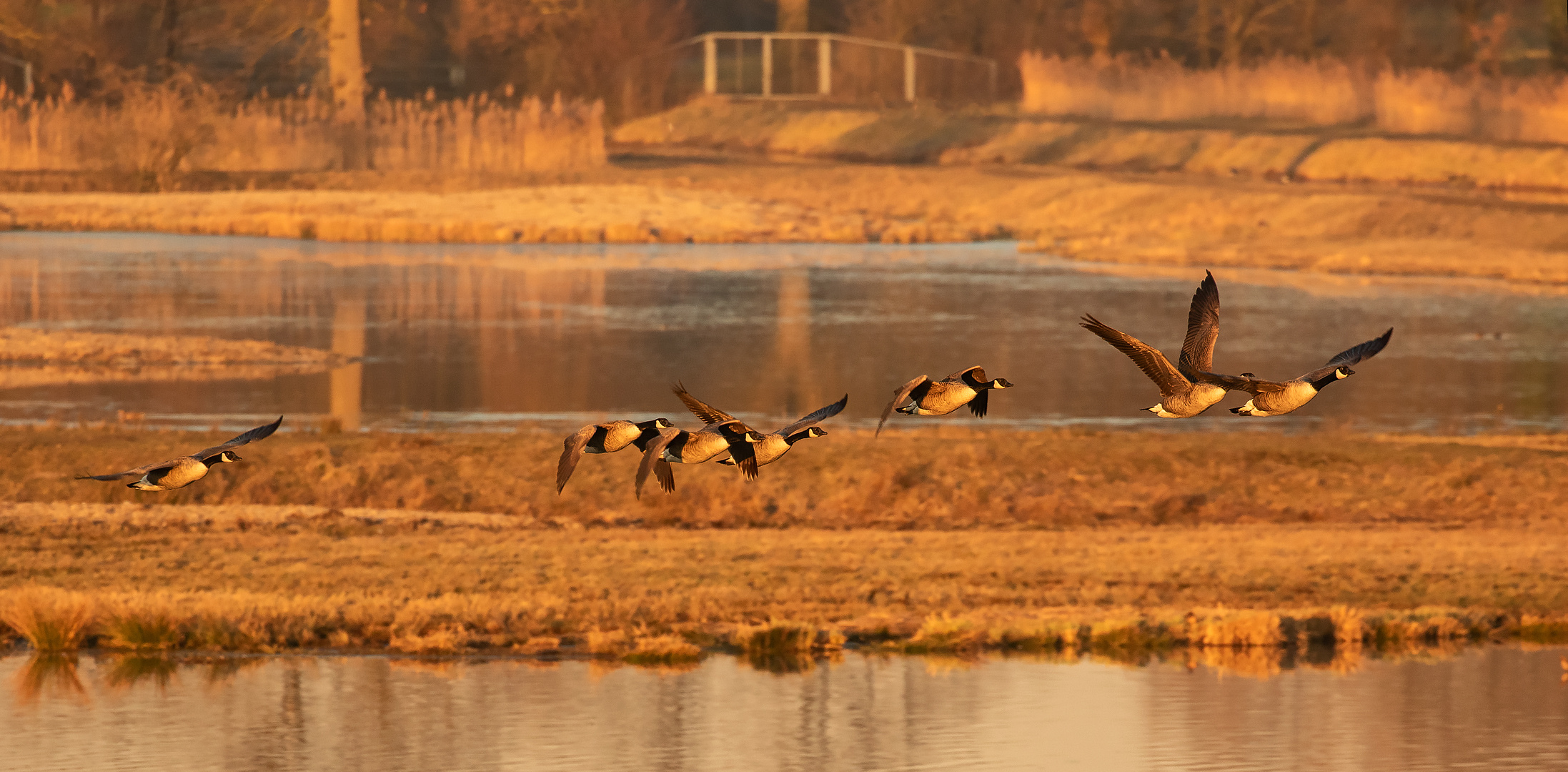 Kanadagänse in der Abendsonne 001