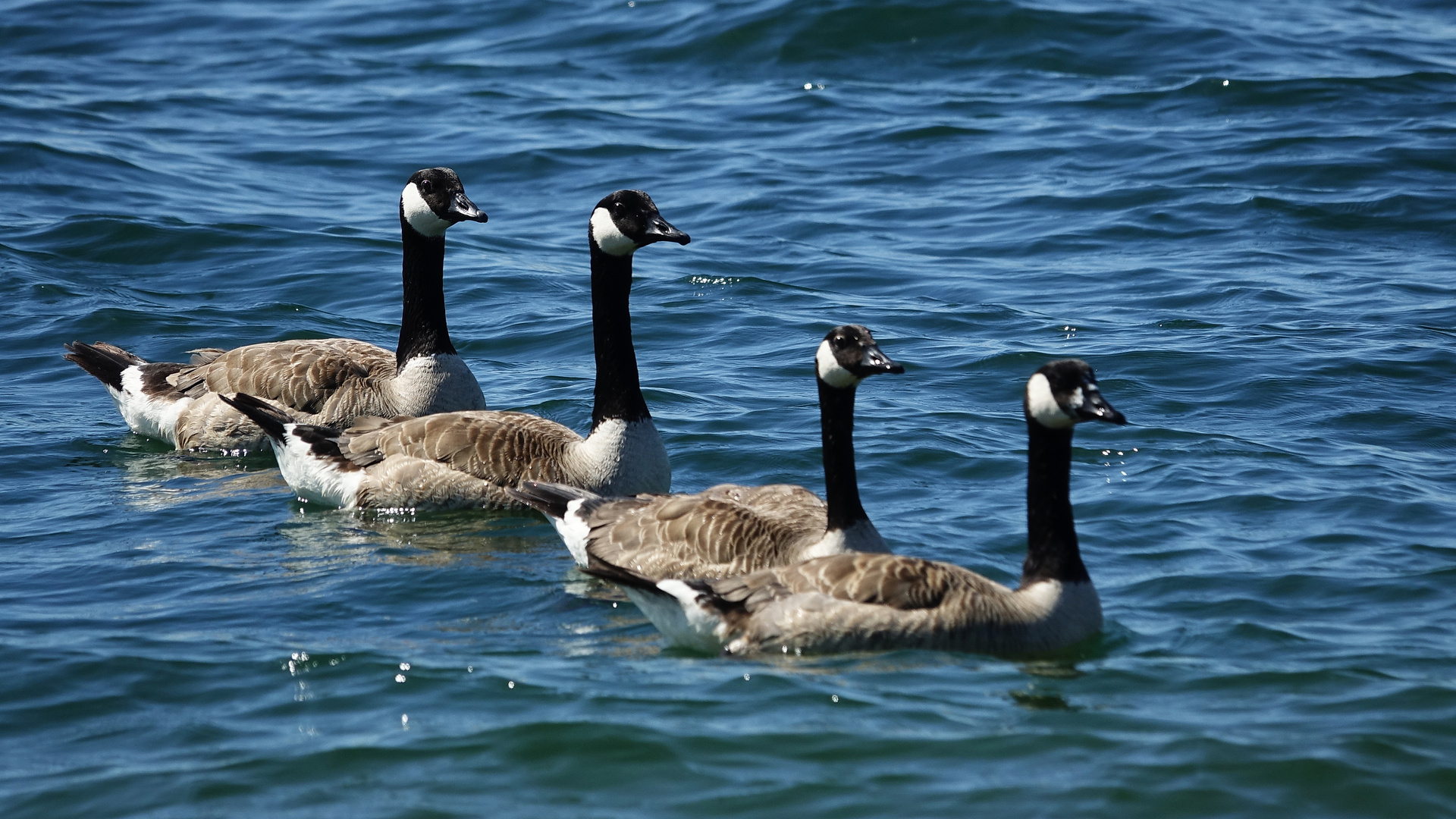 Kanadaganse In Der Kieler Forde Foto Bild Tiere Wildlife Wild Lebende Vogel Bilder Auf Fotocommunity