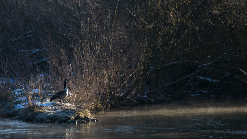 Kanadagaense in der Morgensonne