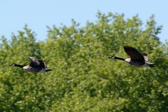 Kanadagänse in vollem Flug