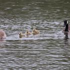 Kanadagänse mit Nachwuchs