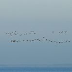 Kanadagänse: Schlafplatzflug nach Rügen