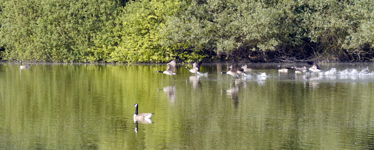 Kanadagänse starten auf dem Bruchsee