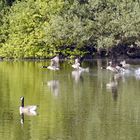 Kanadagänse starten auf dem Bruchsee