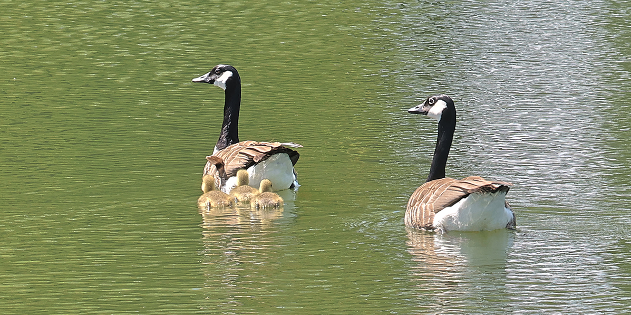 Kanadagänsefamilie