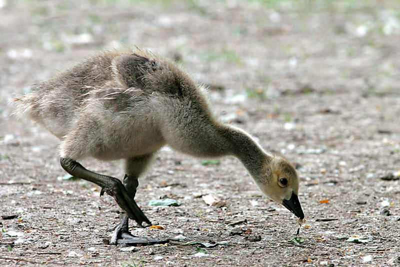 Kanadagänsekind