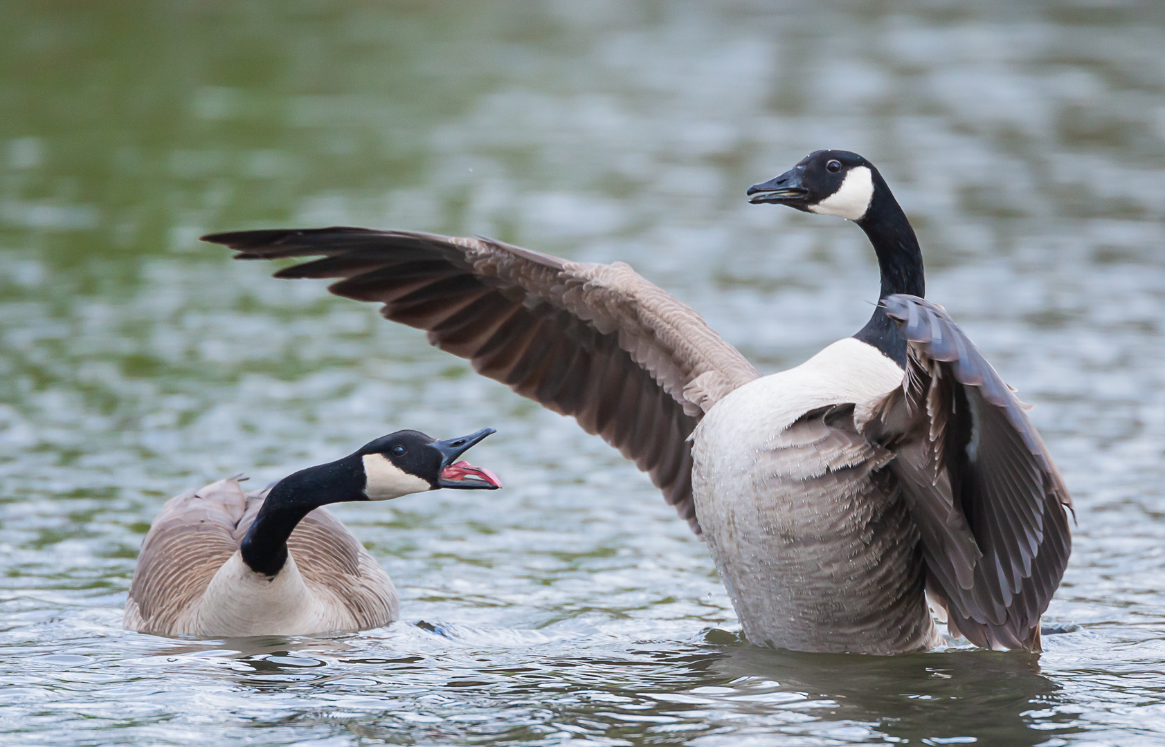 Kanadagans Foto & Bild | tiere, wildlife, wild lebende vögel Bilder auf fotocommunity