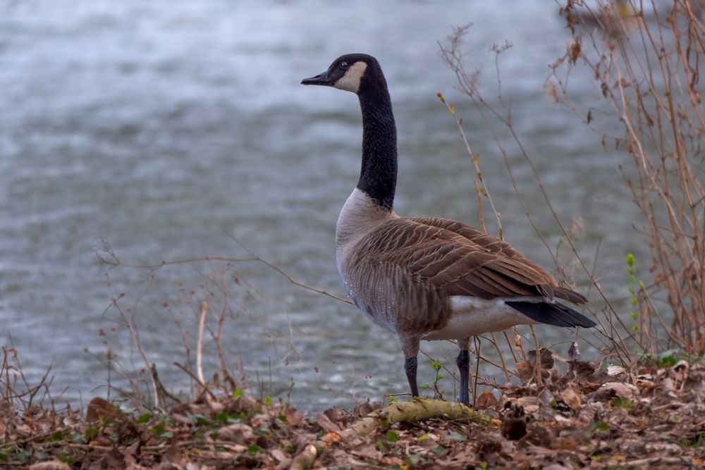 Kanadagans Foto & Bild | vögel Bilder auf fotocommunity