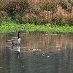 Kanadagans am Aprather Mühlenteich