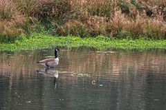 Kanadagans am Aprather Mühlenteich