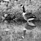 Kanadagans am Lippe-Ufer zwischen Hamm und Werne in B&W