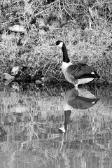 Kanadagans am Lippe-Ufer zwischen Hamm und Werne in B&W