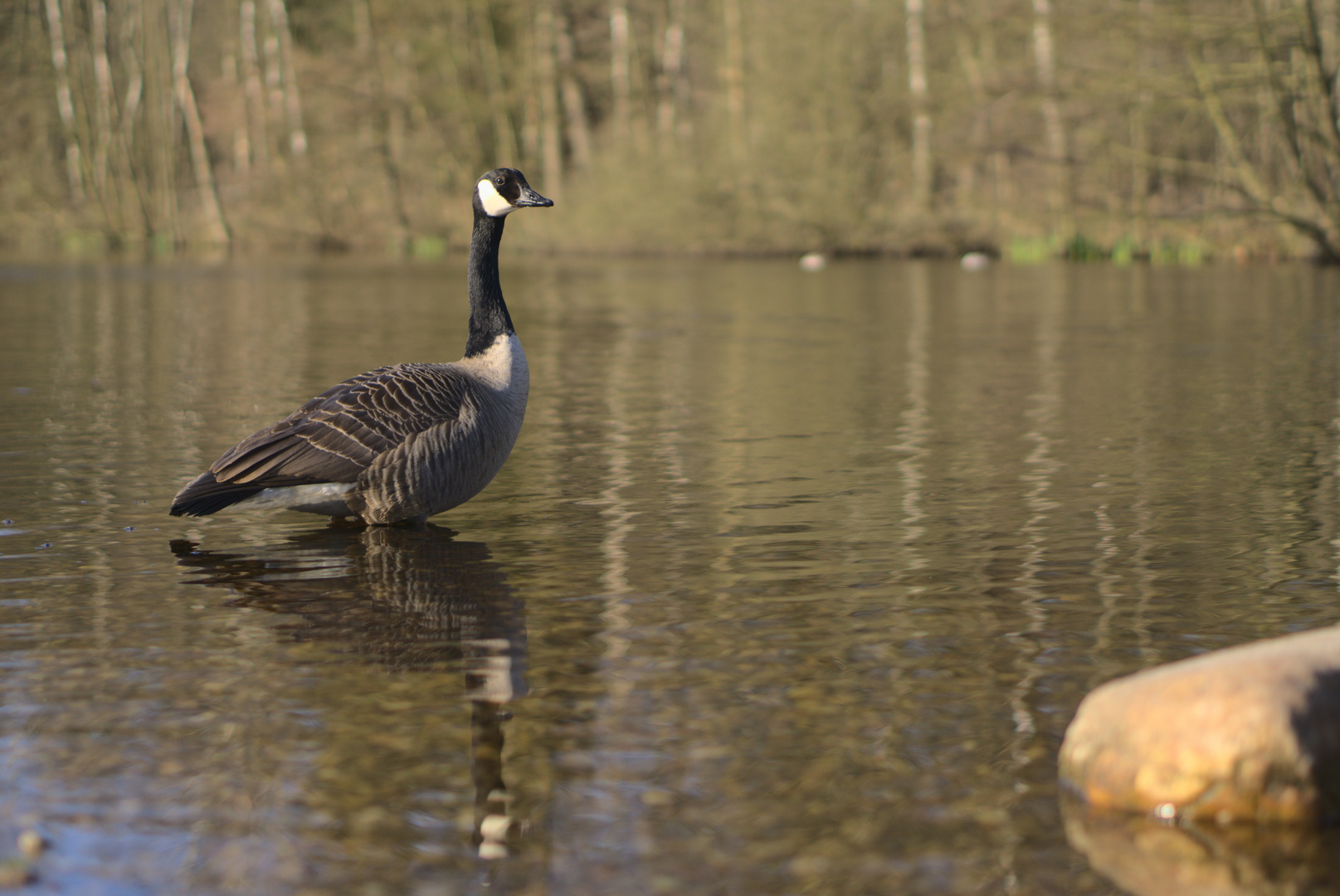 Kanadagans am Spiegeltag