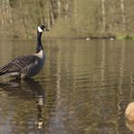 Kanadagans am Spiegeltag