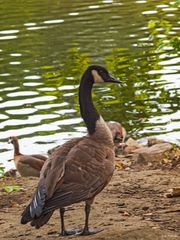 Kanadagans am Teich