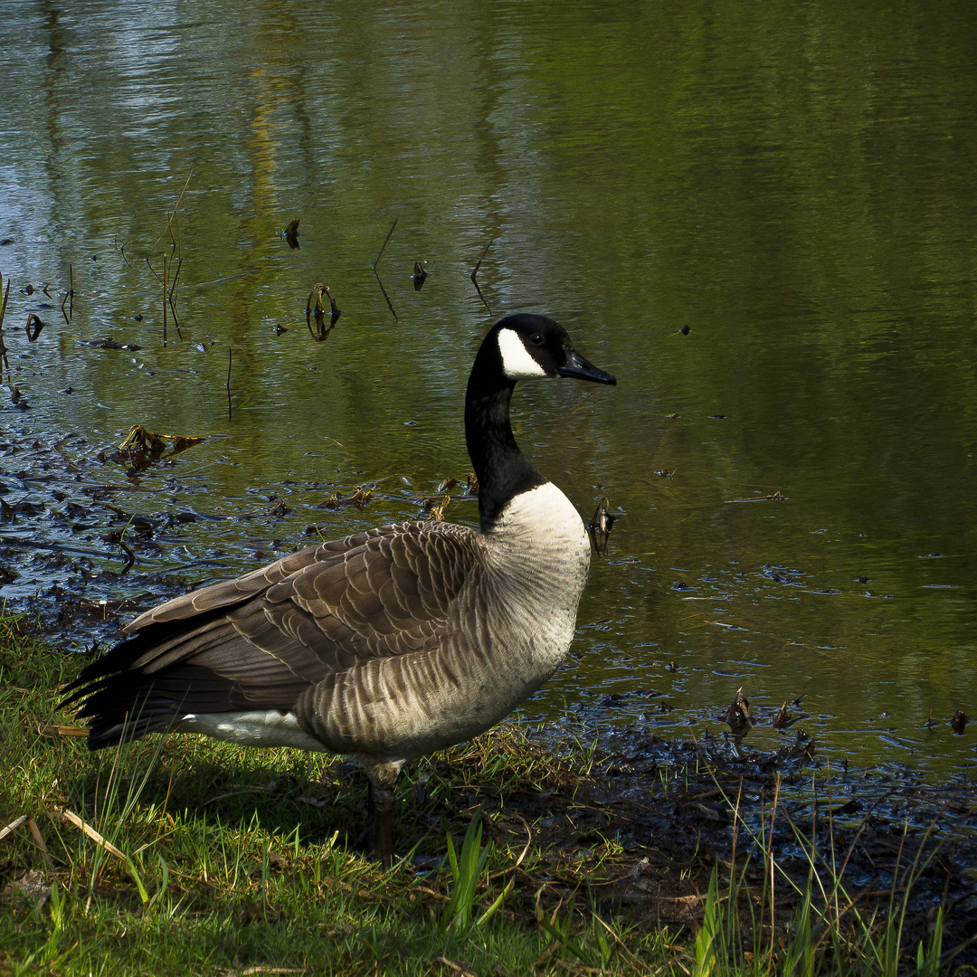 Kanadagans am Weiher