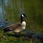 Kanadagans am Weiher