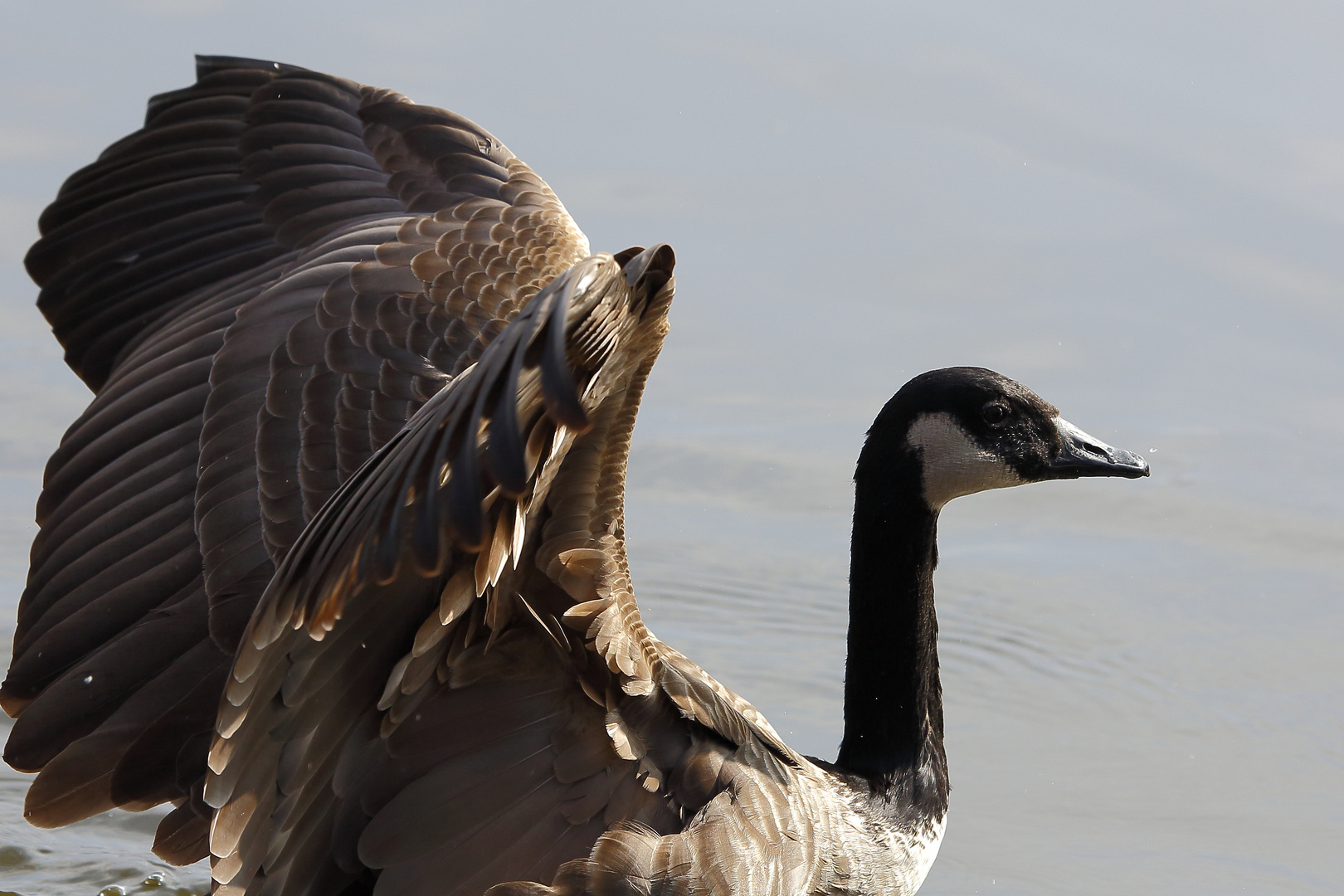 Kanadagans auf dem Bruchsee